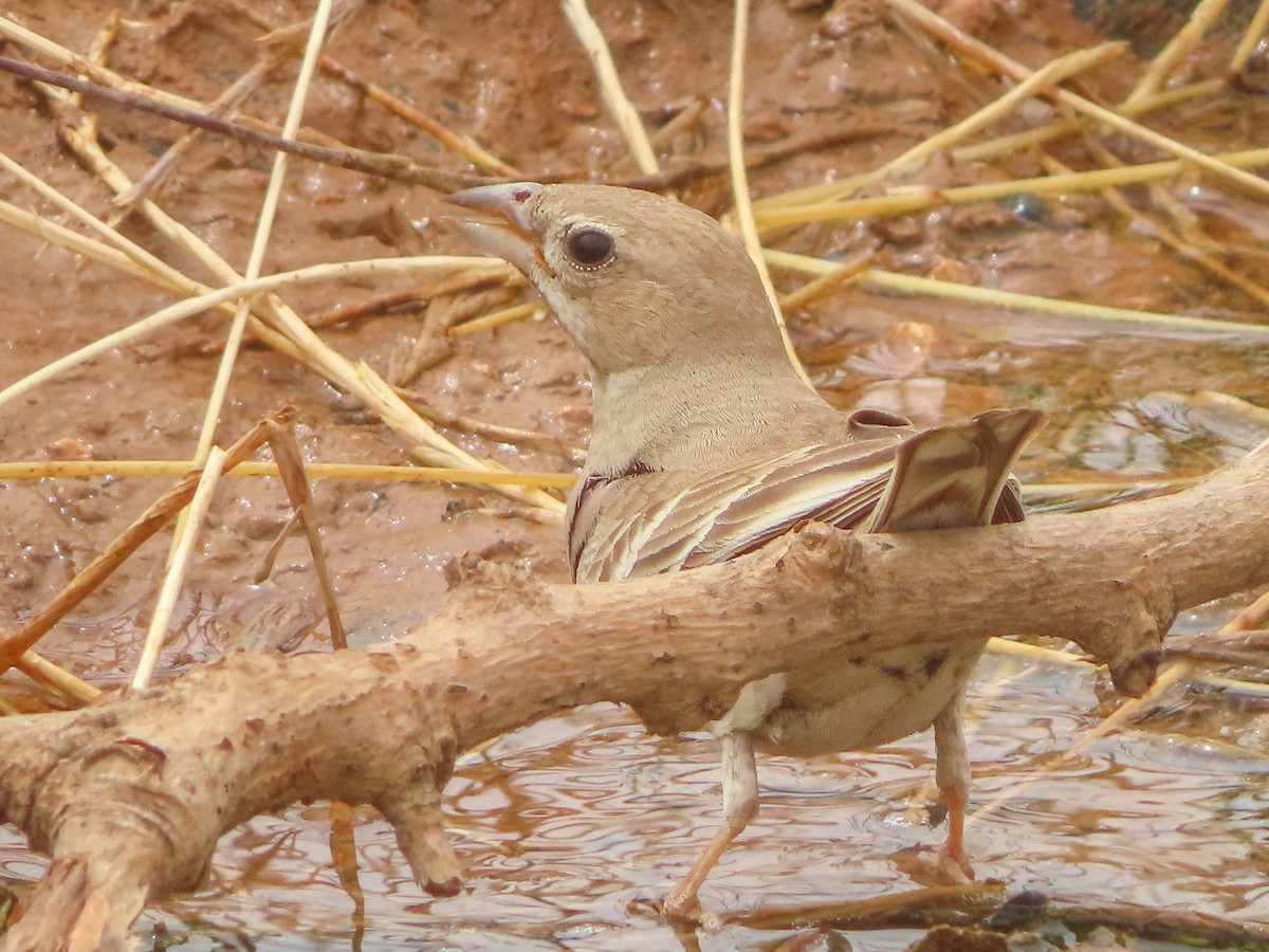 Pale Rockfinch - ML642922759