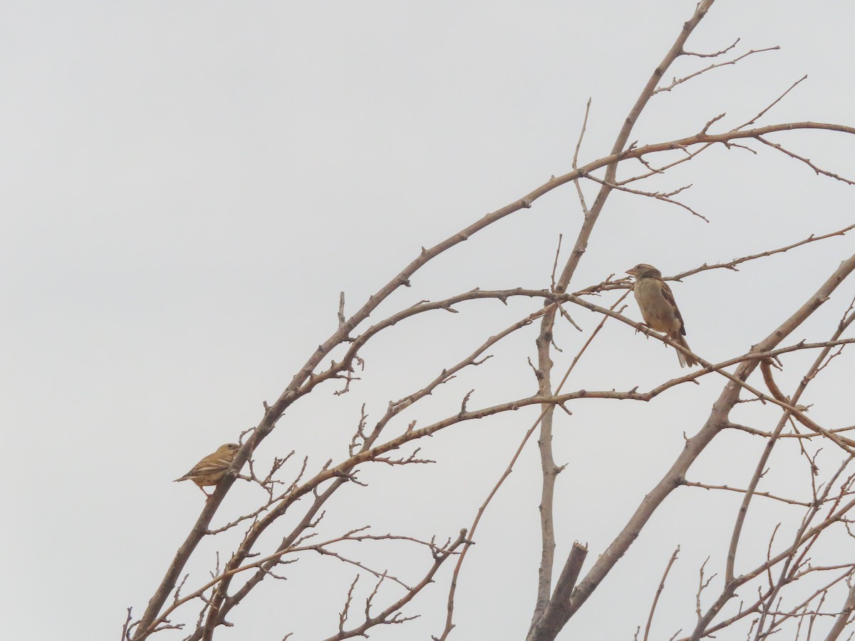 Pale Rockfinch - ML642922760