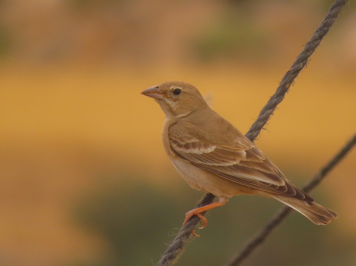Pale Rockfinch - ML642922762