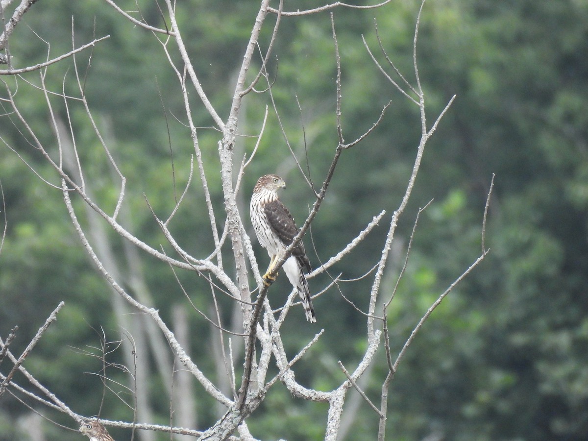 Cooper's Hawk - ML642922767