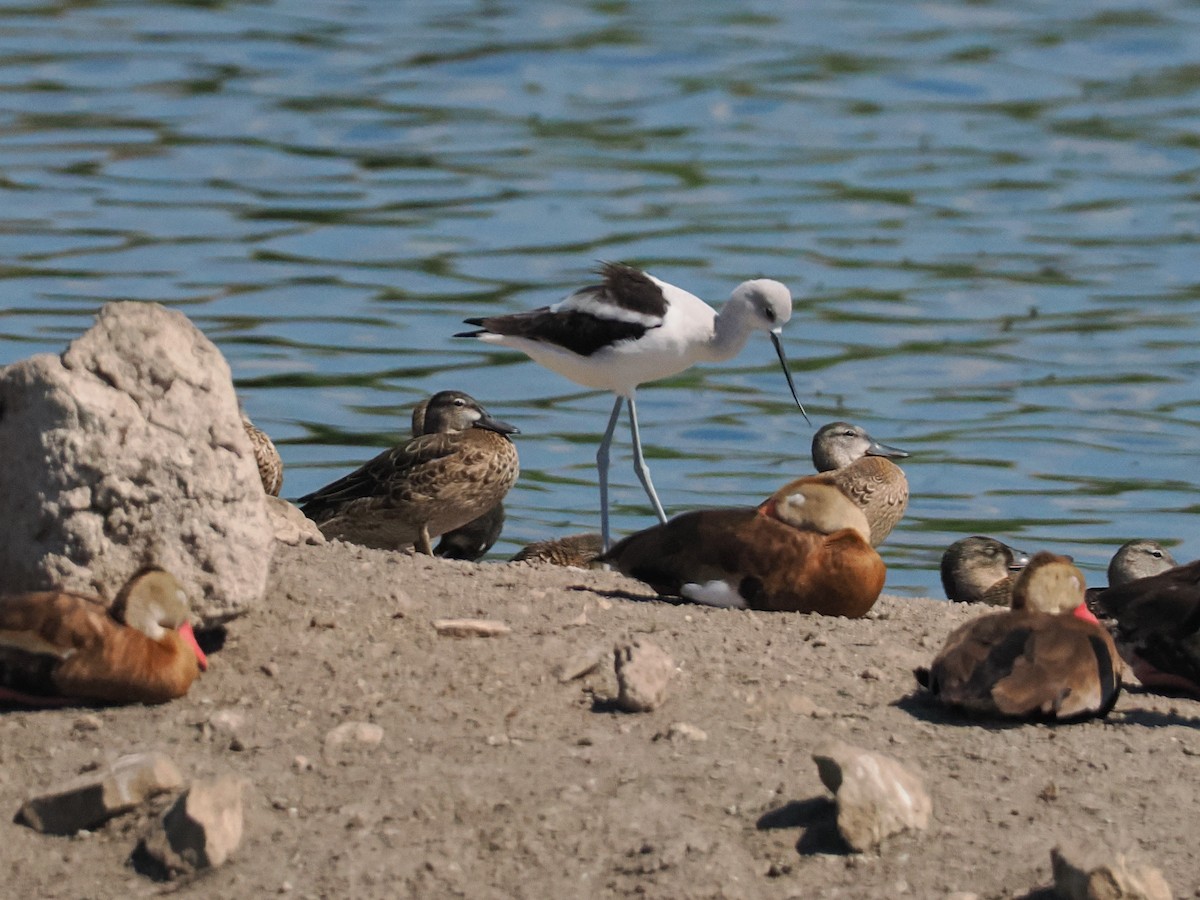 American Avocet - ML642922771
