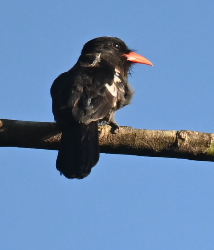 Black Nunbird - ML642922772