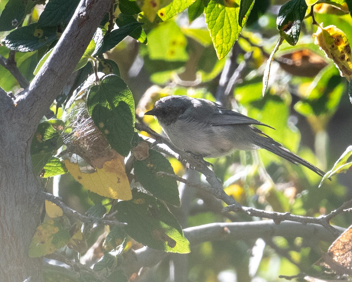 Bushtit - ML642922774