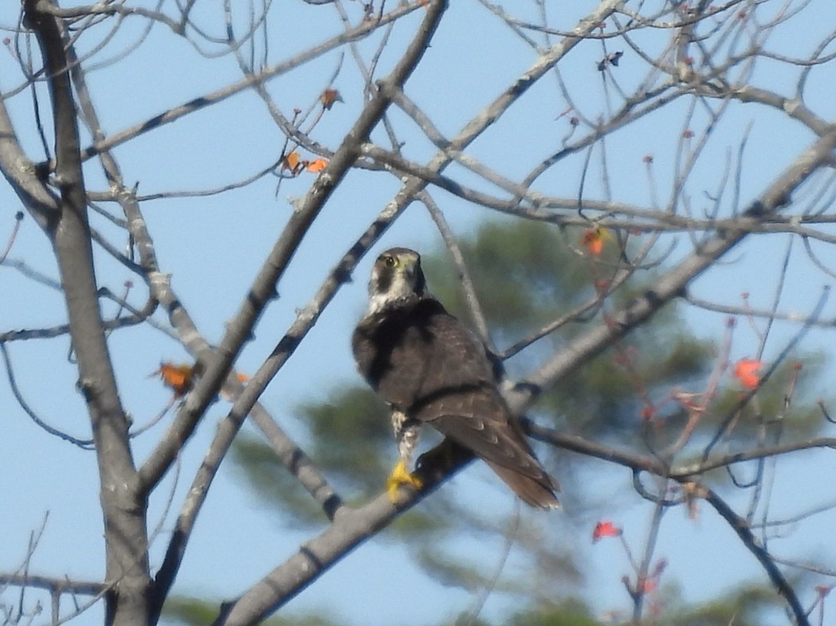 Эгэл шонхор - ML642922776