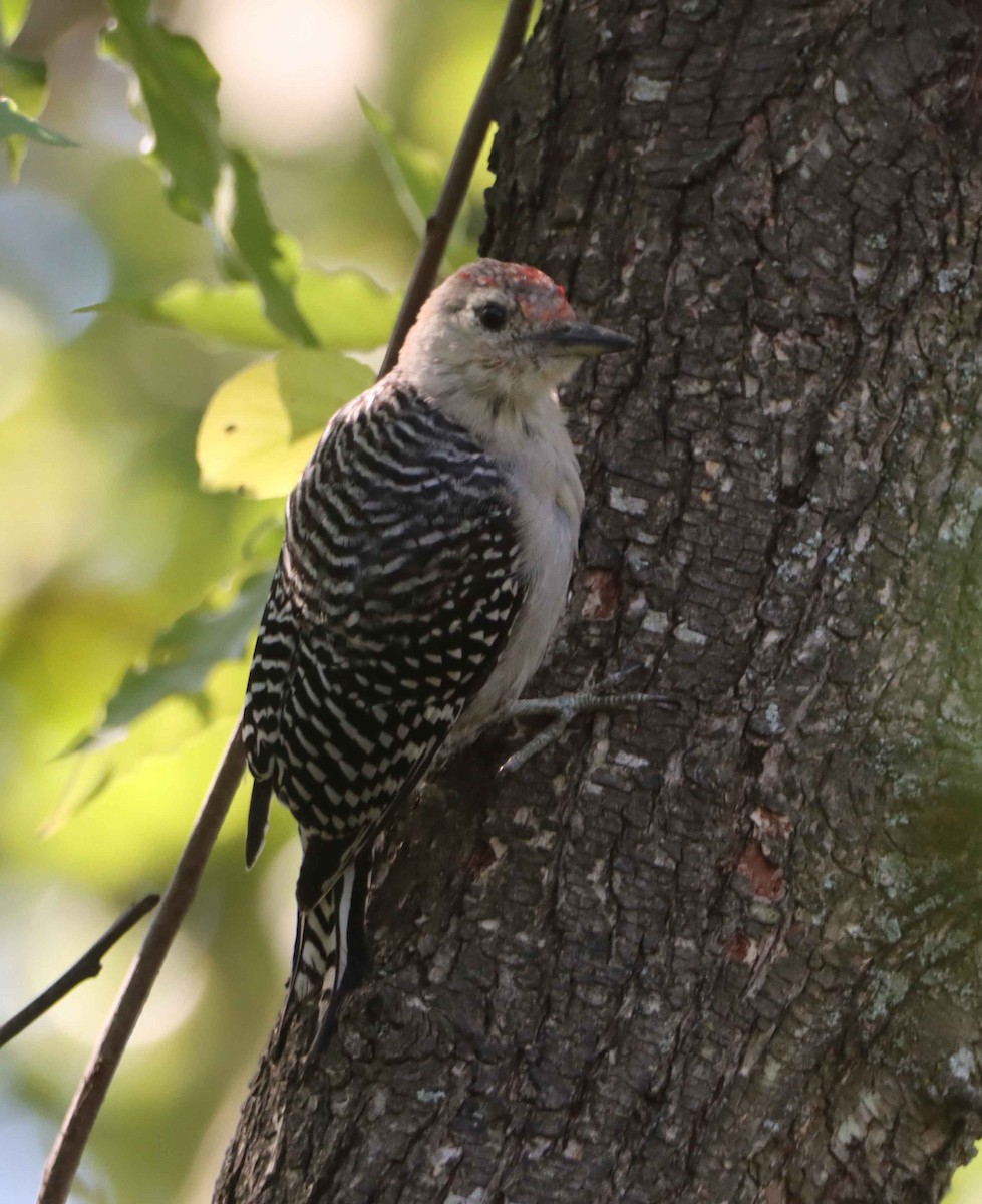 Red-bellied Woodpecker - ML642922779