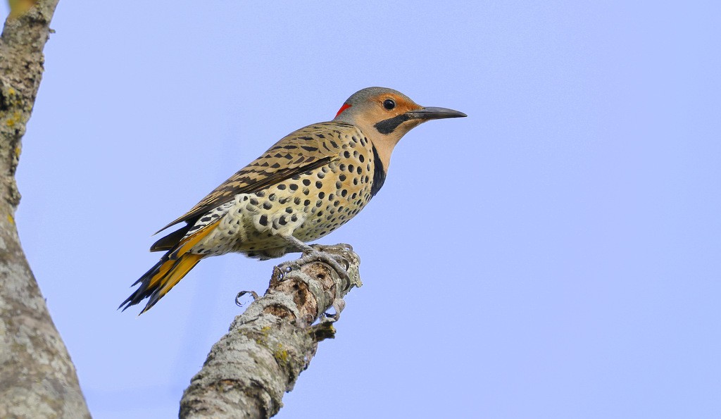 Northern Flicker - ML642922782