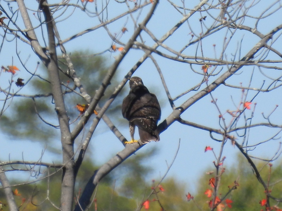 Эгэл шонхор - ML642922783