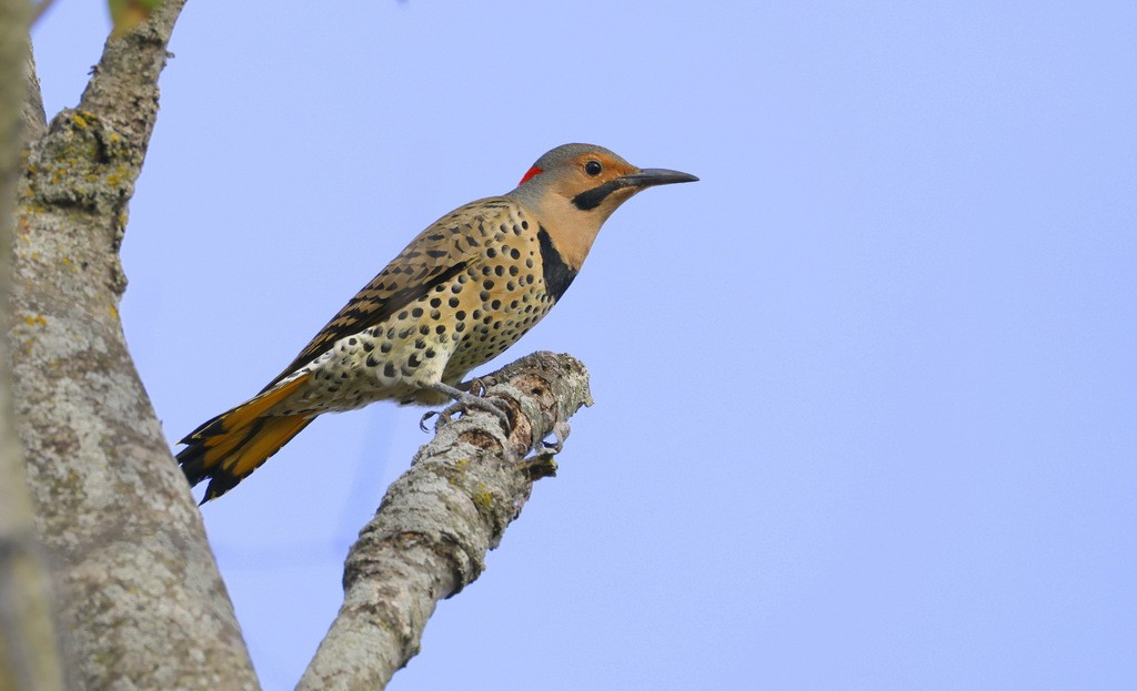 Northern Flicker - ML642922785
