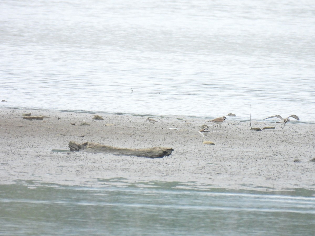 Least Sandpiper - ML642922794