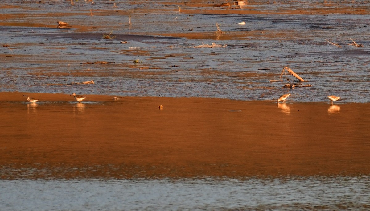 Calidris sp. (petit bécasseau sp.) - ML642922805