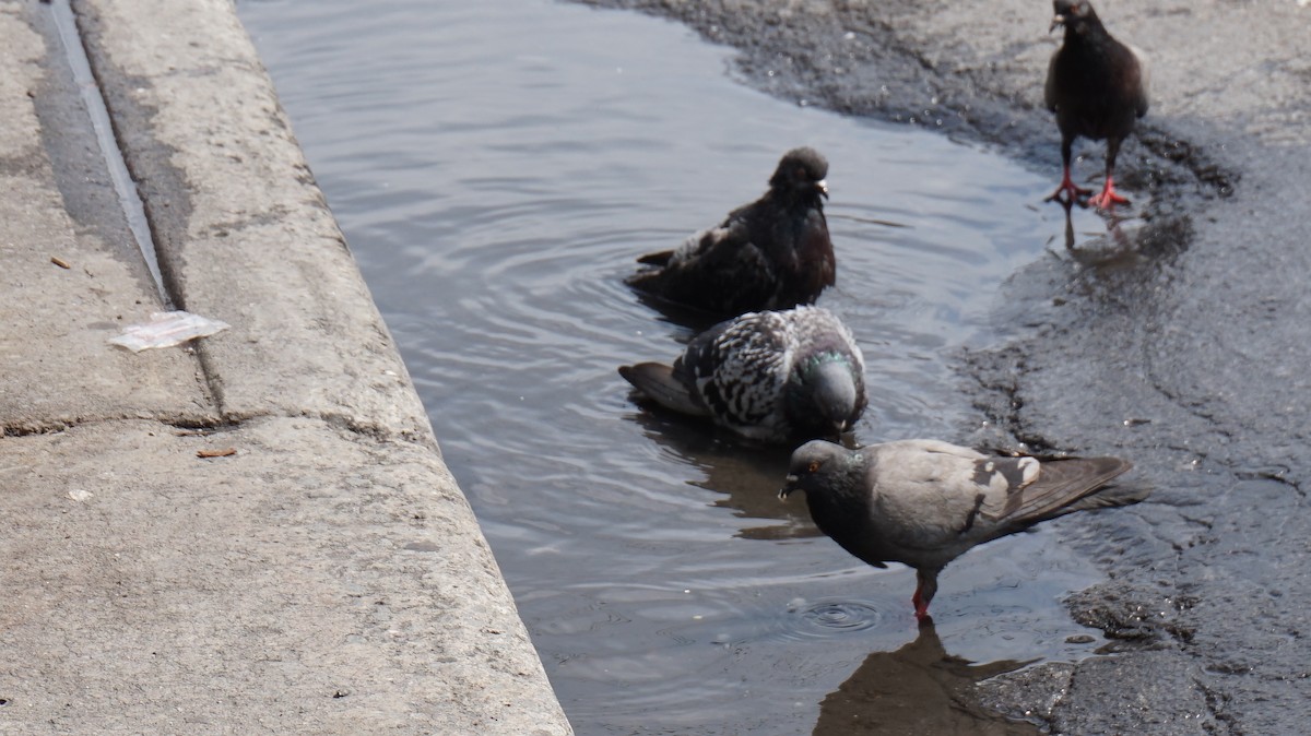 Pigeon biset (forme domestique) - ML642922806