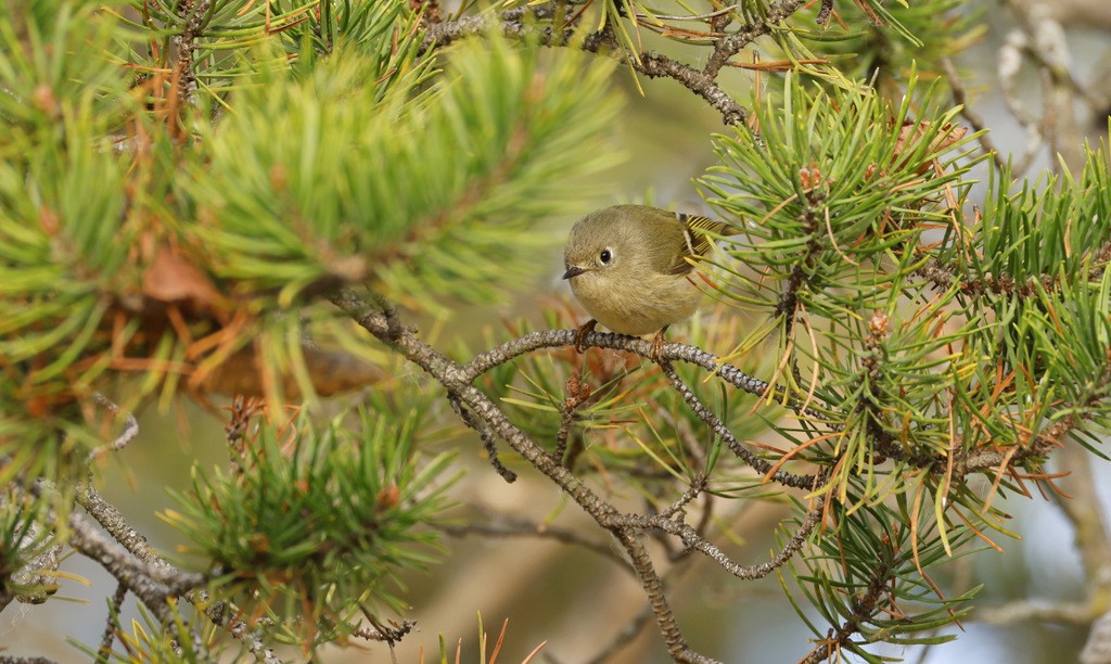 Ruby-crowned Kinglet - ML642922825