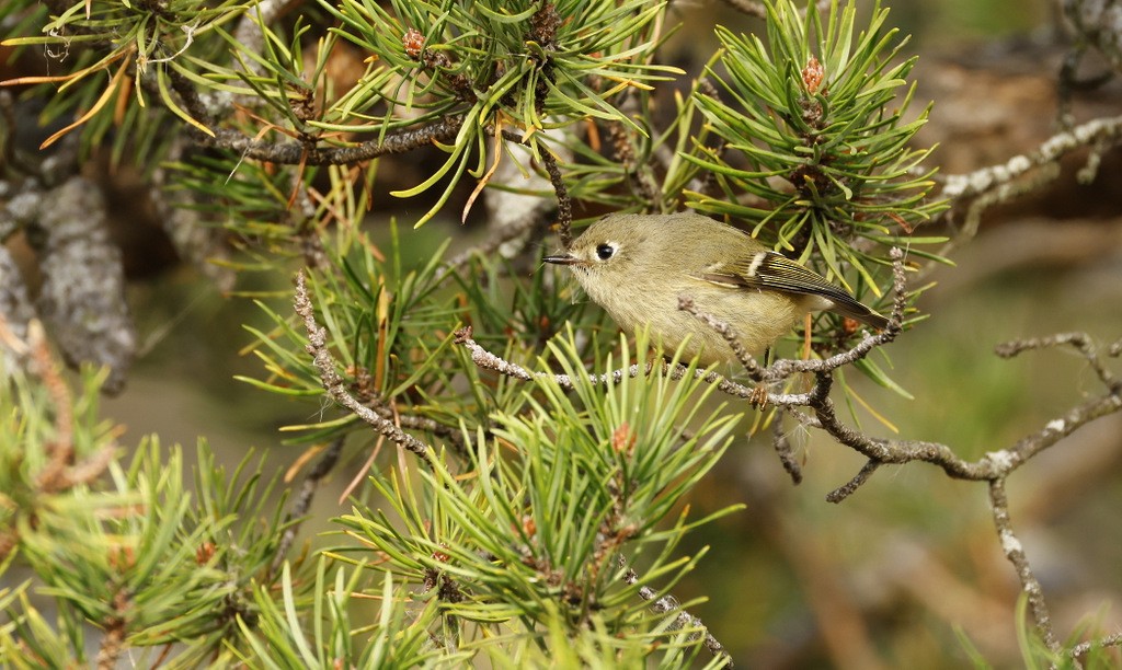 Ruby-crowned Kinglet - ML642922828