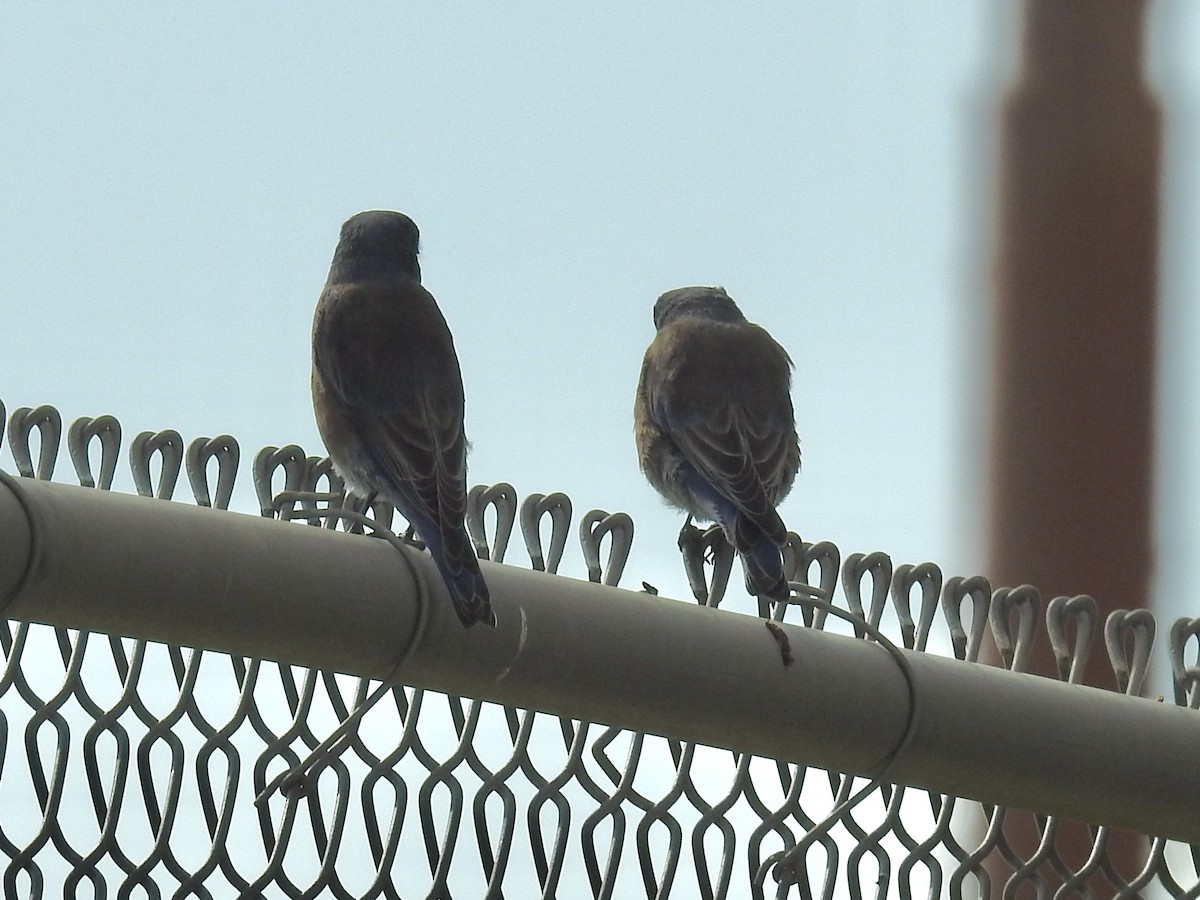 Western Bluebird - ML642922831