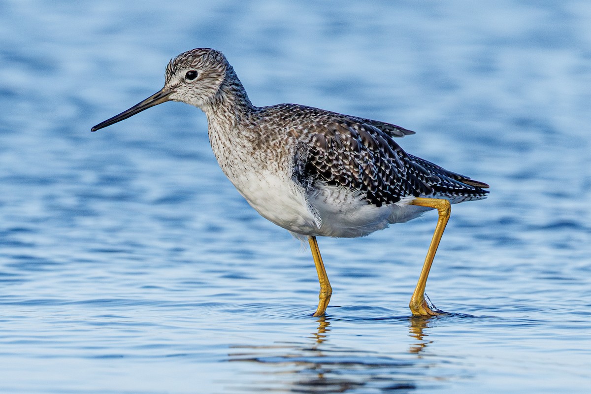 plystresnipe - ML642922832