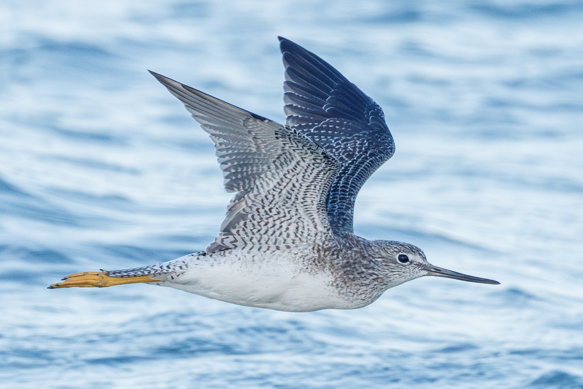 plystresnipe - ML642922833
