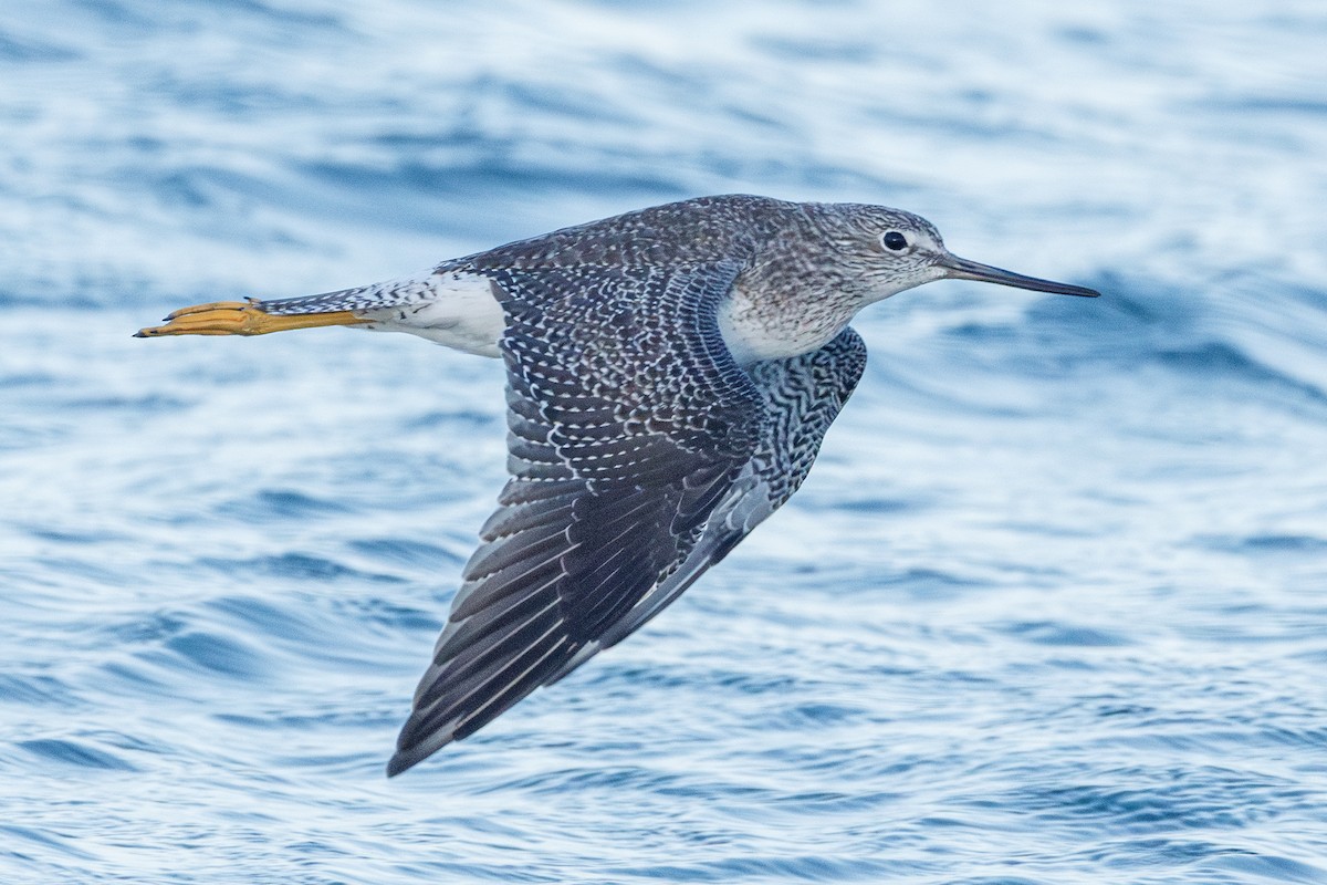 plystresnipe - ML642922834