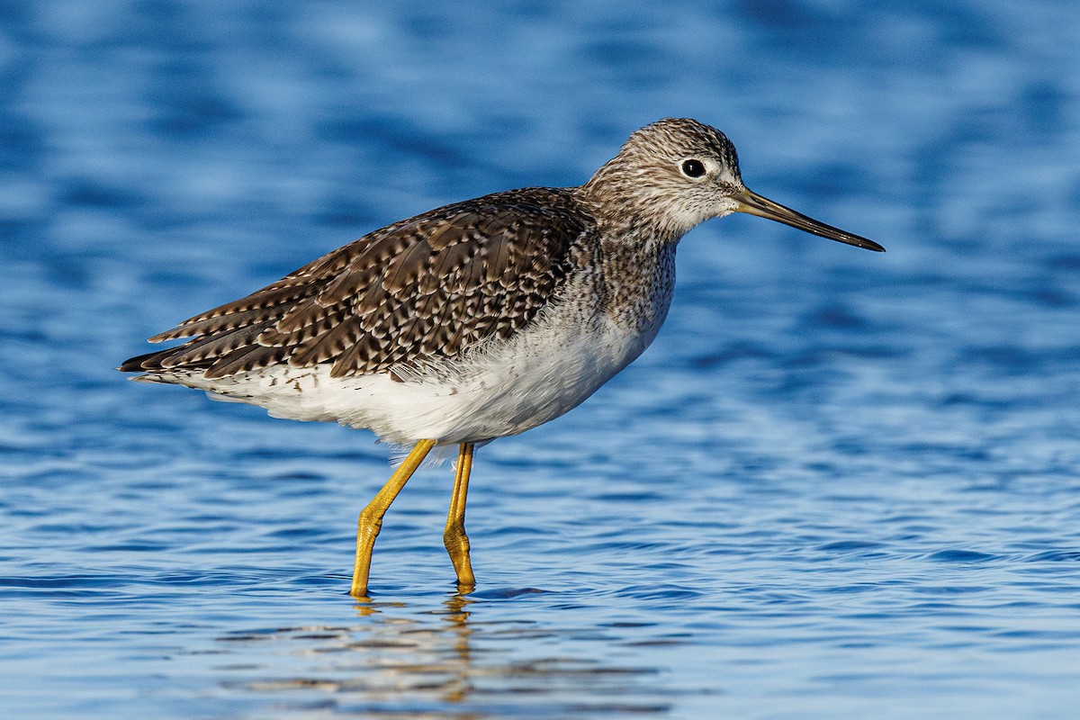 plystresnipe - ML642922835