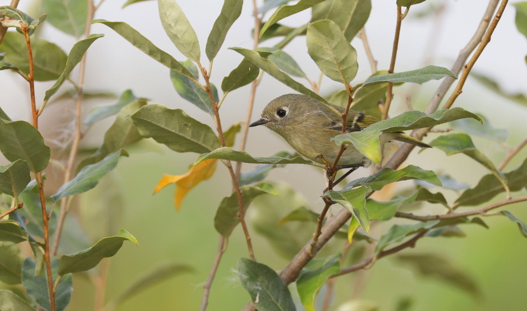 Ruby-crowned Kinglet - ML642922836