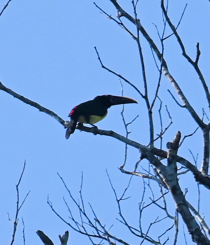 Green Aracari - ML642922837