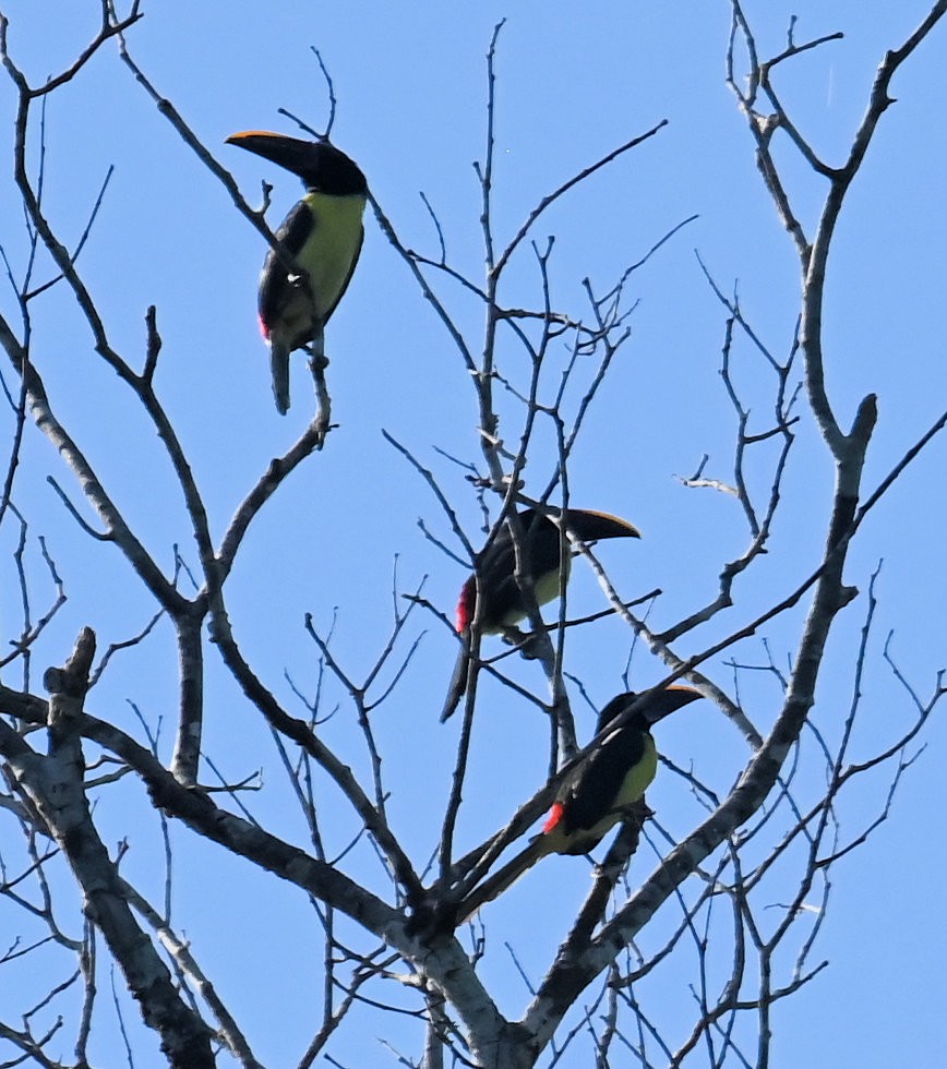 Green Aracari - ML642922838