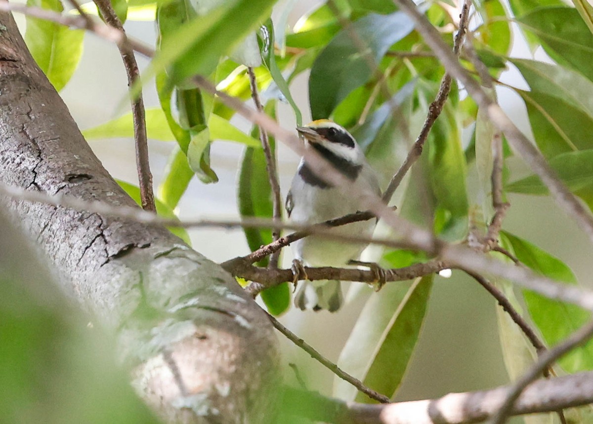 Golden-winged Warbler - ML642922839