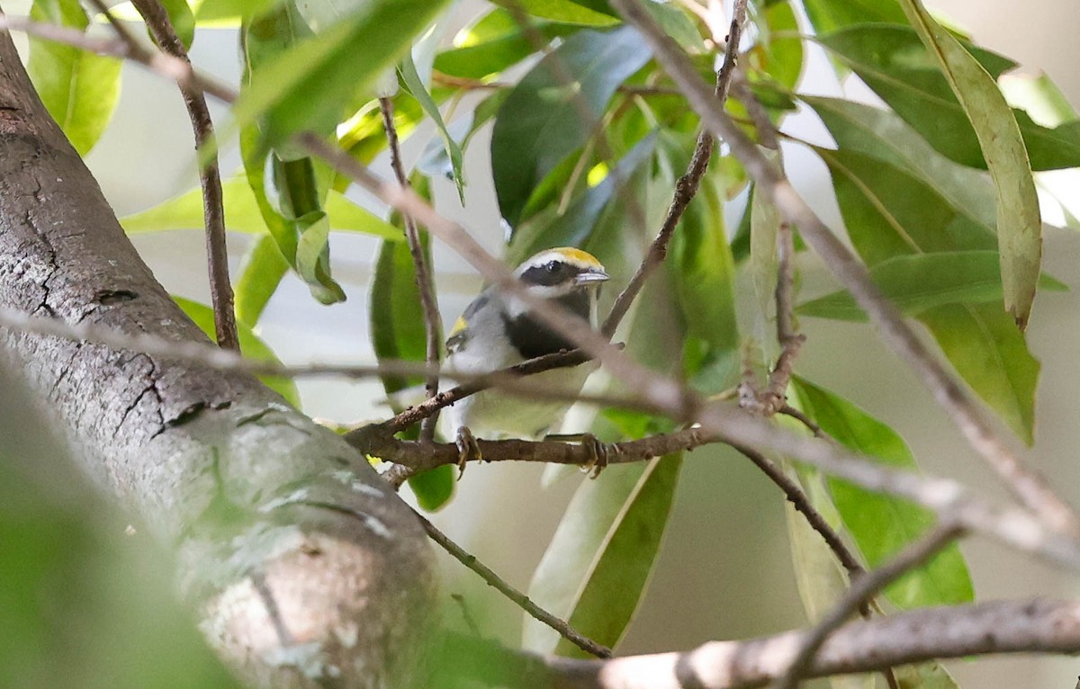 Golden-winged Warbler - ML642922841