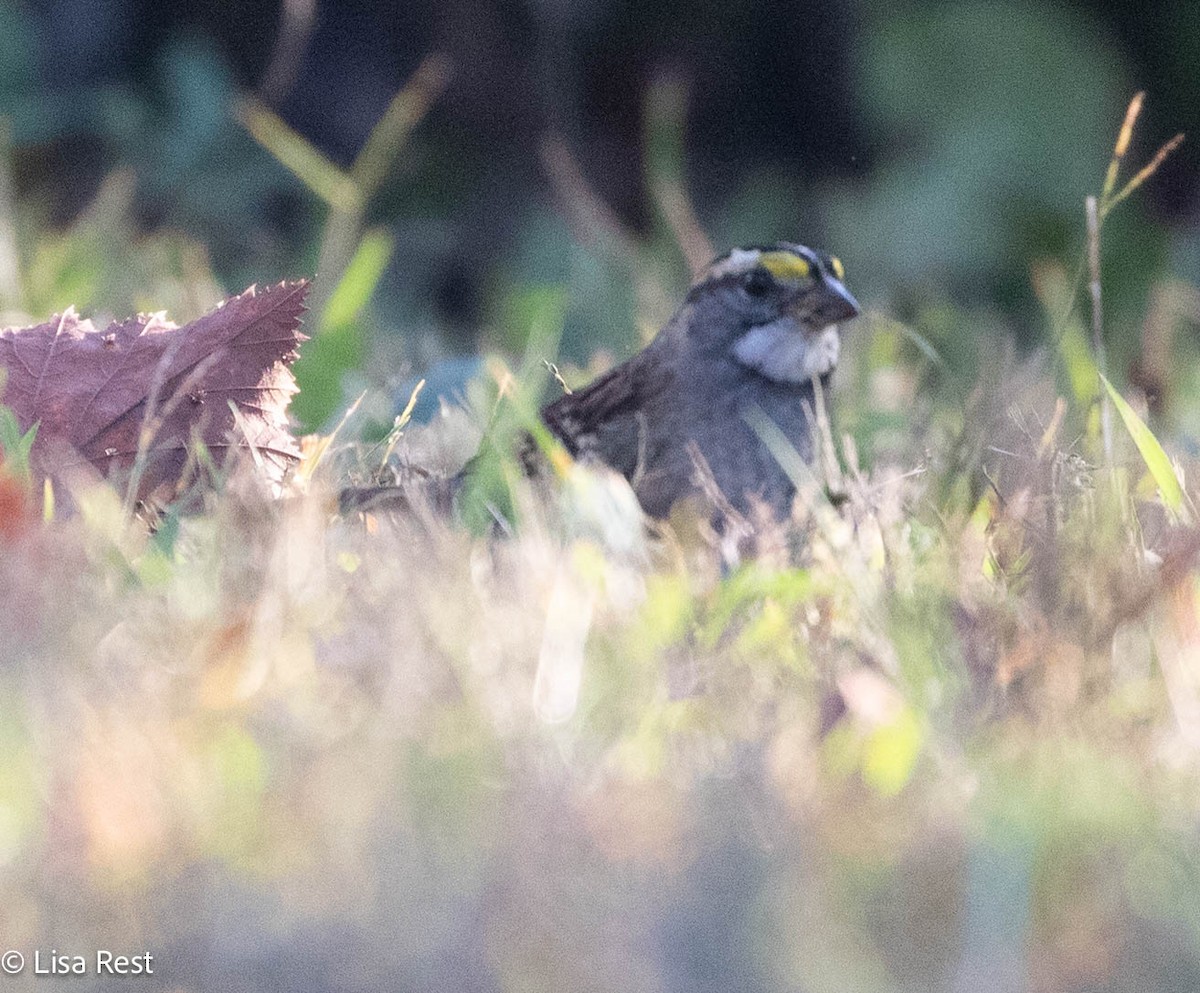 White-throated Sparrow - ML642922842