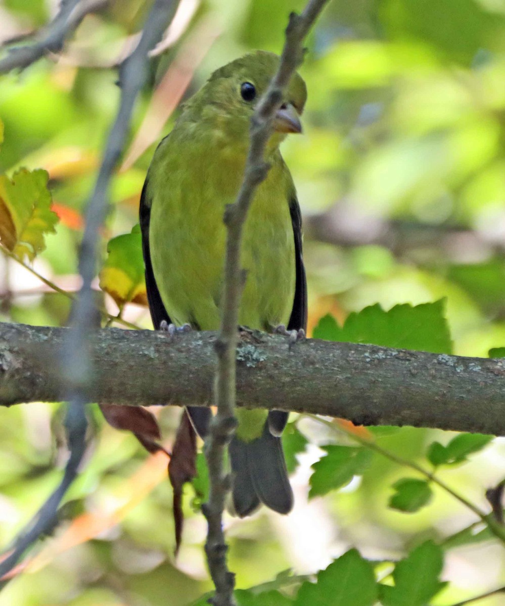 Scarlet Tanager - ML642922843