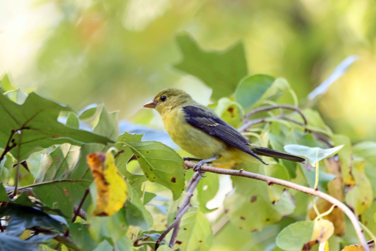 Scarlet Tanager - ML642922844