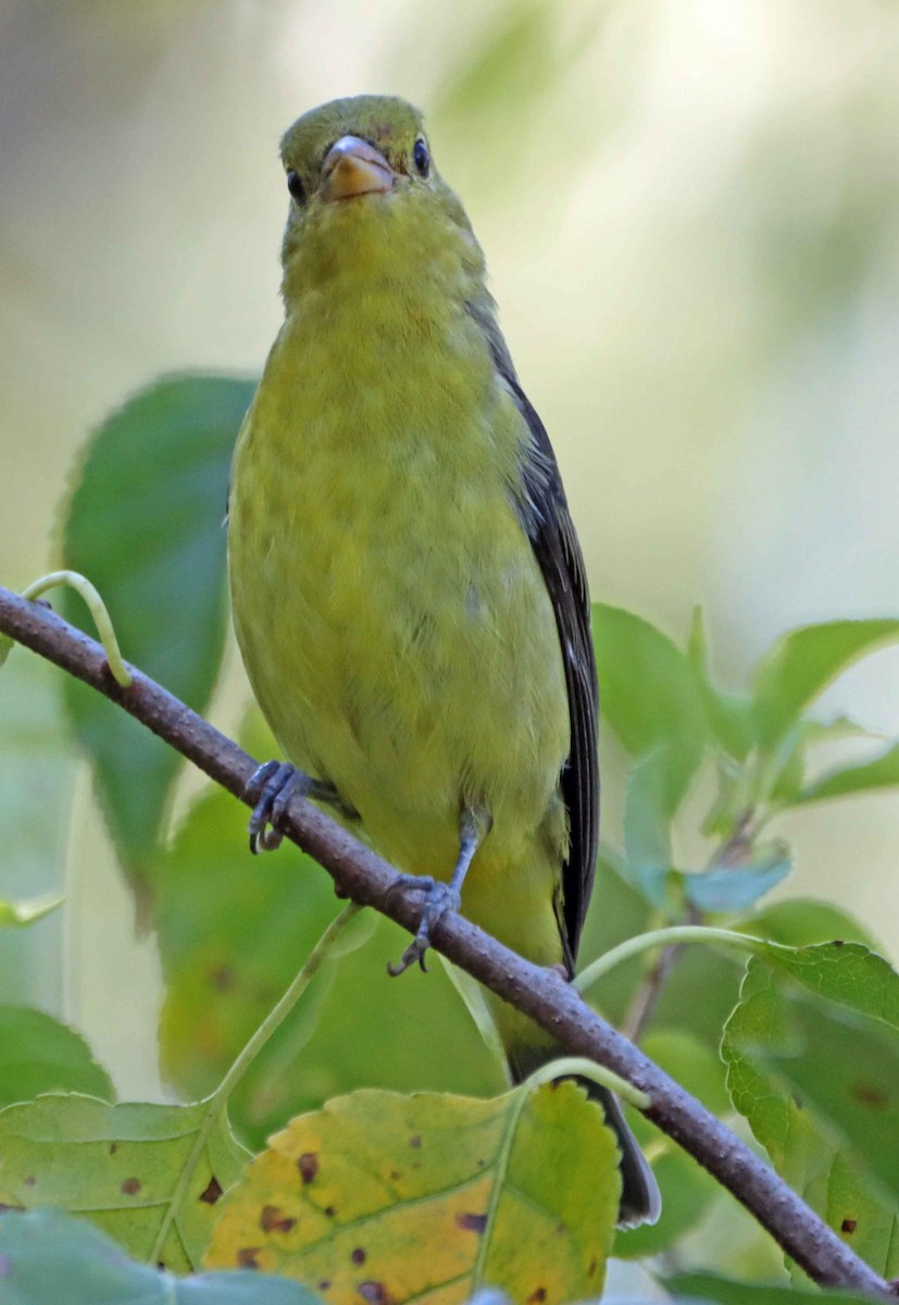 Scarlet Tanager - ML642922845