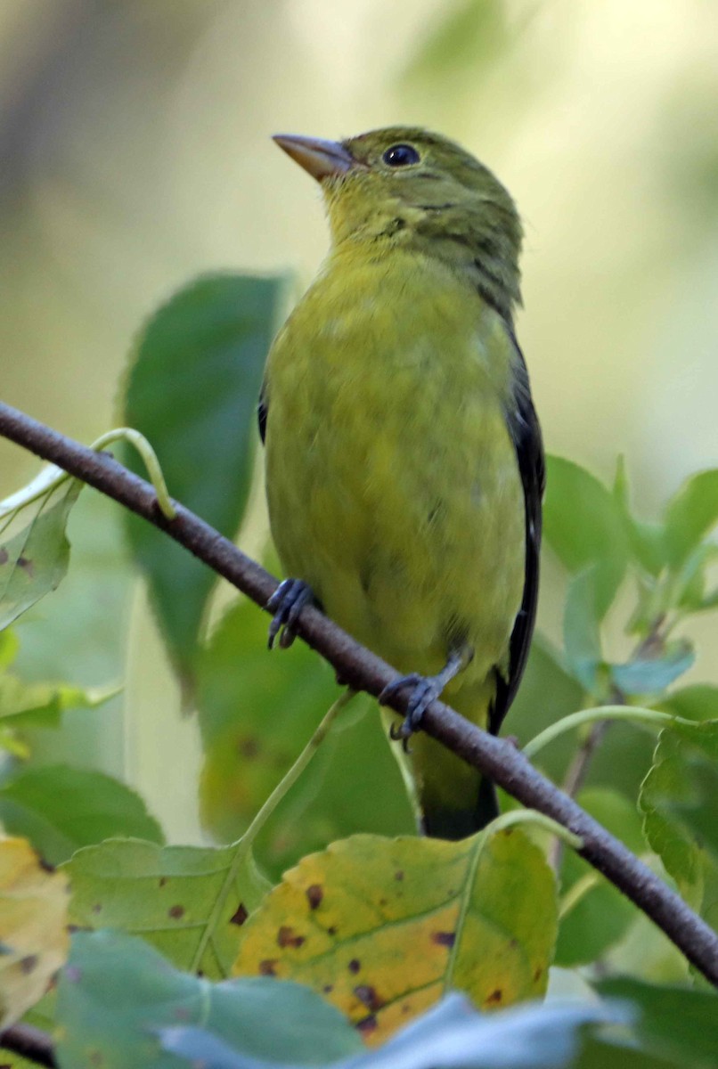 Scarlet Tanager - ML642922846