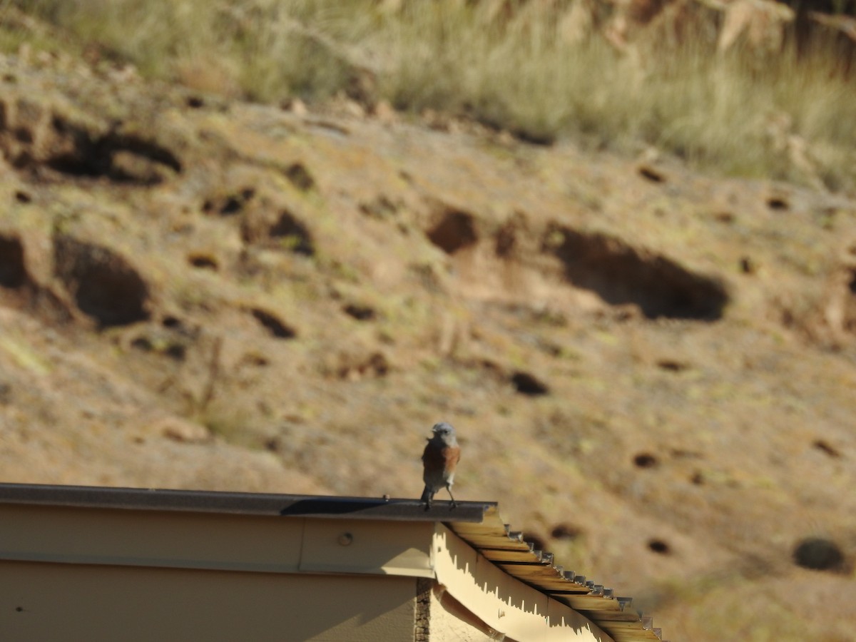 Western Bluebird - ML642922852