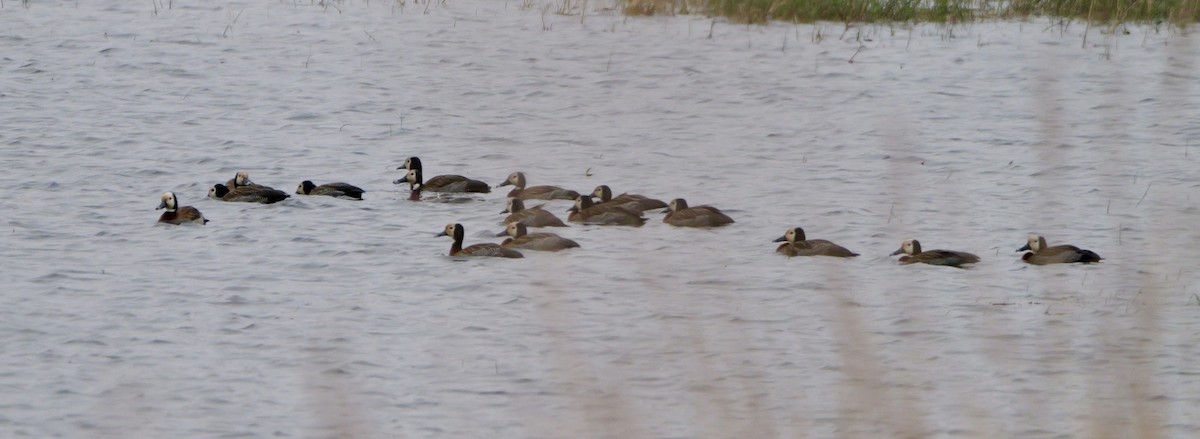 White-faced Whistling-Duck - ML642922853