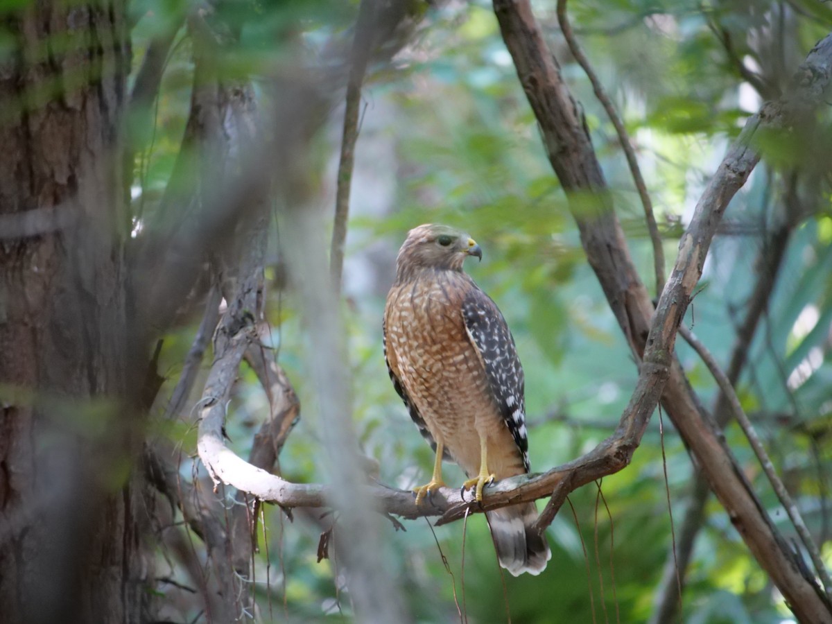 Red-shouldered Hawk - ML642922855