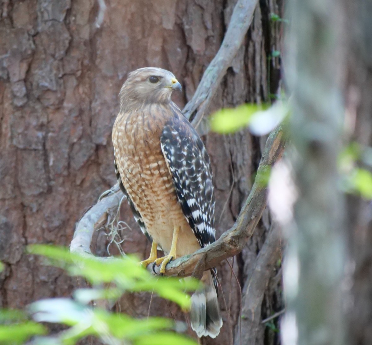 Red-shouldered Hawk - ML642922860
