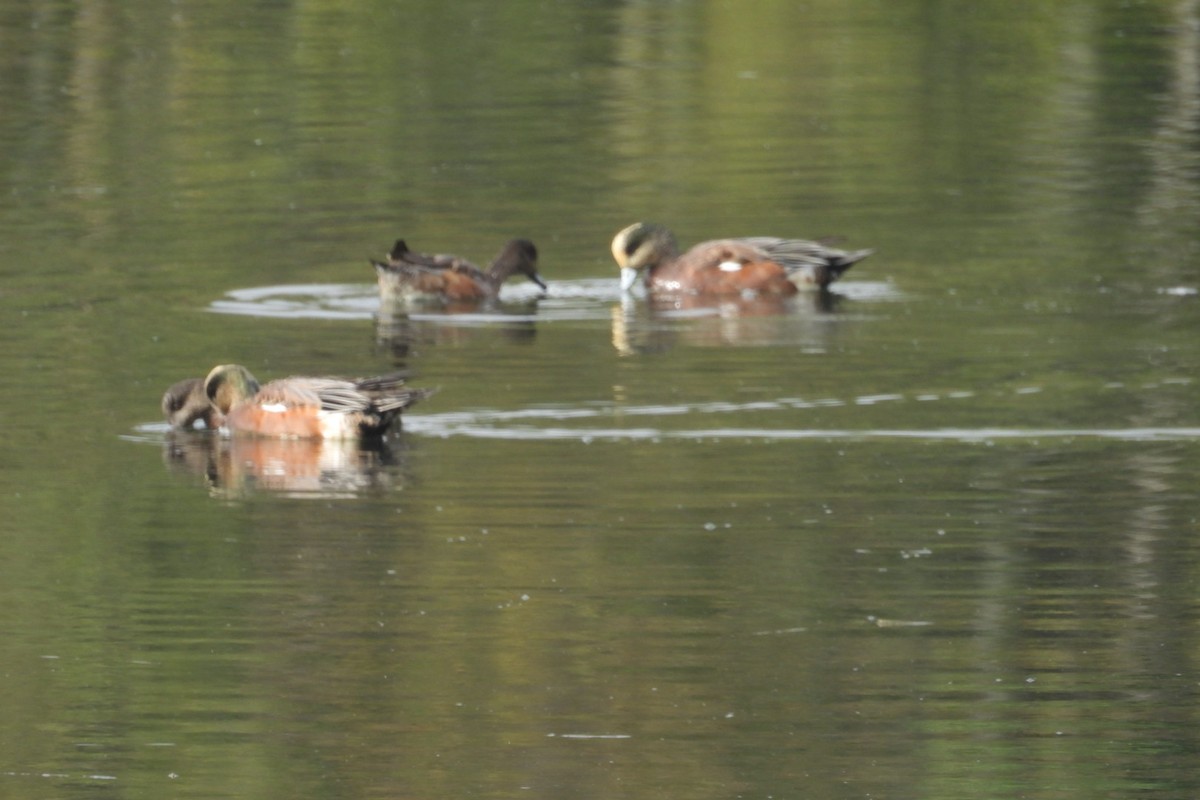 American Wigeon - ML642922871