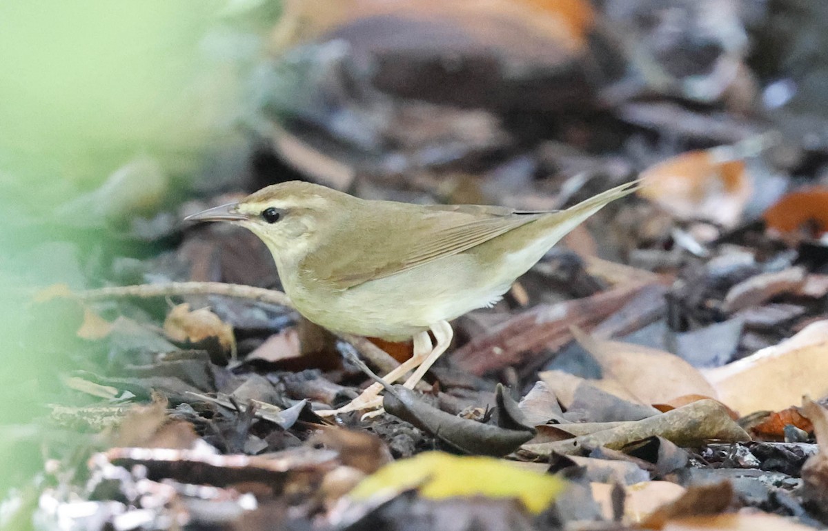 Swainson's Warbler - ML642922873