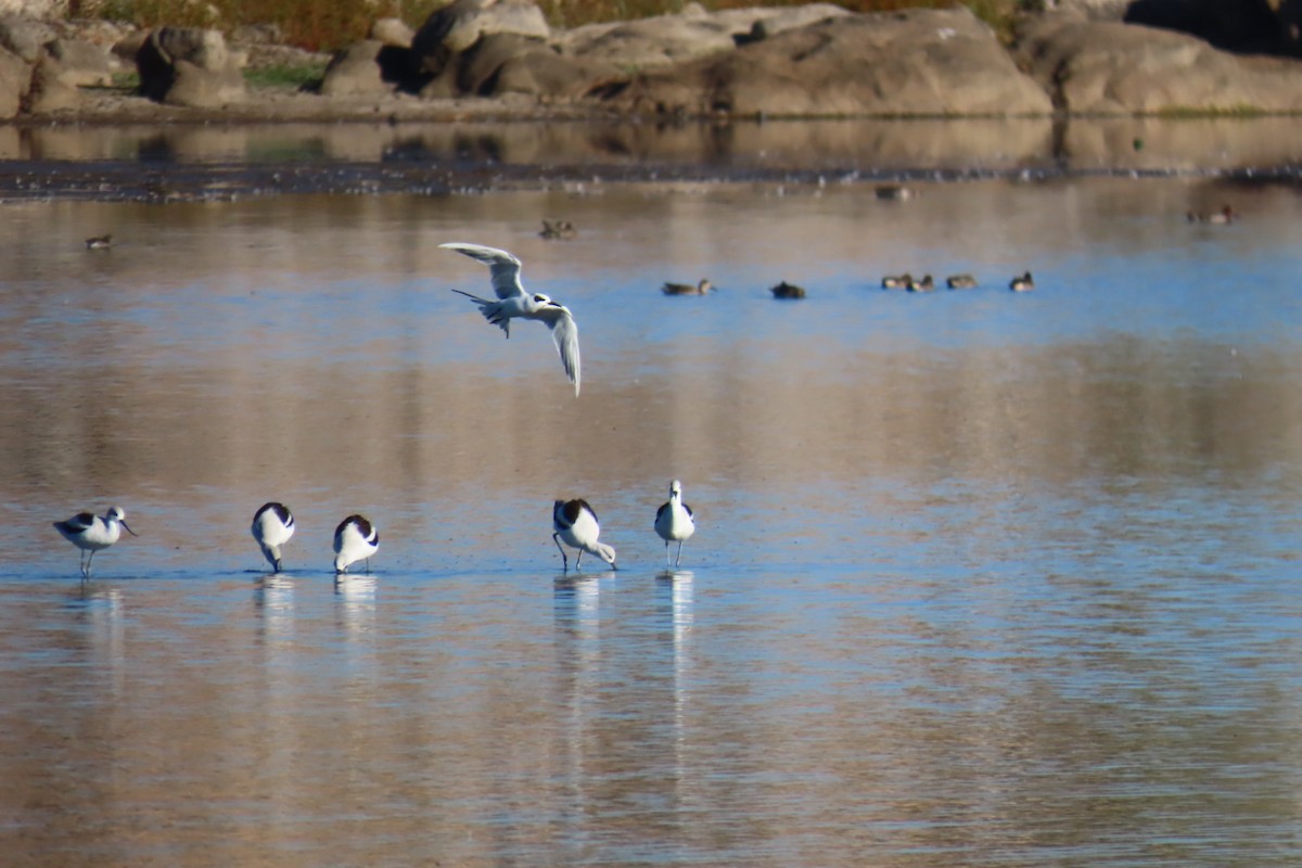 American Avocet - ML642922880
