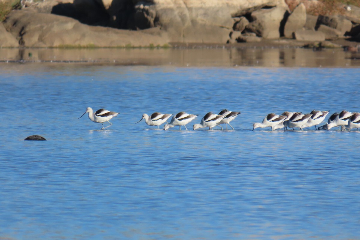 American Avocet - ML642922881