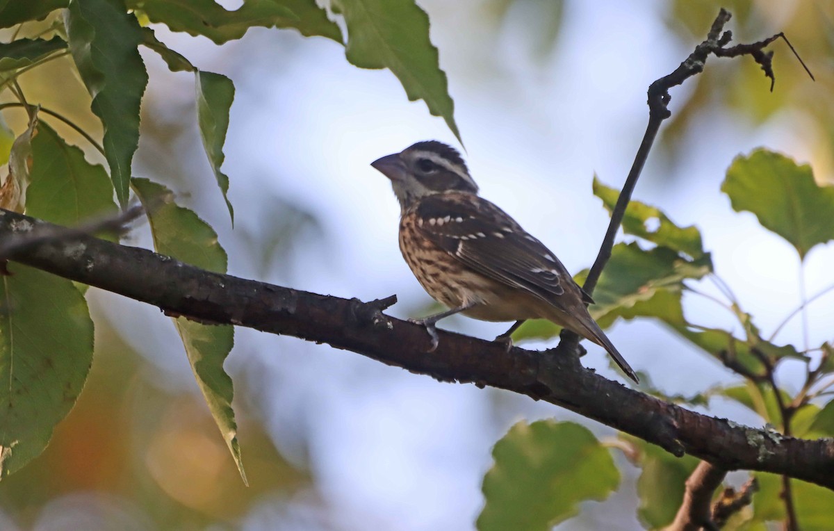 Rose-breasted Grosbeak - ML642922889