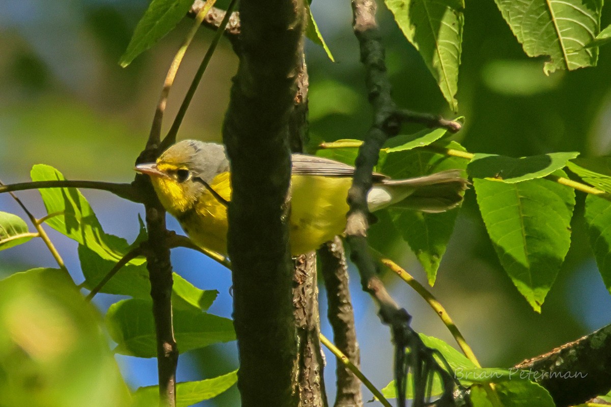Canada Warbler - ML642922893