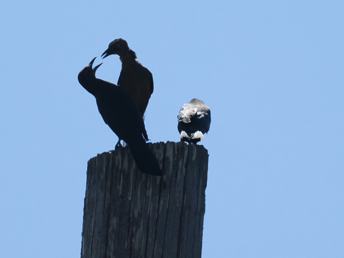 Great-tailed Grackle - ML642922910