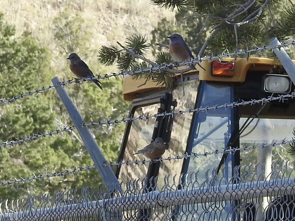 Western Bluebird - ML642922914