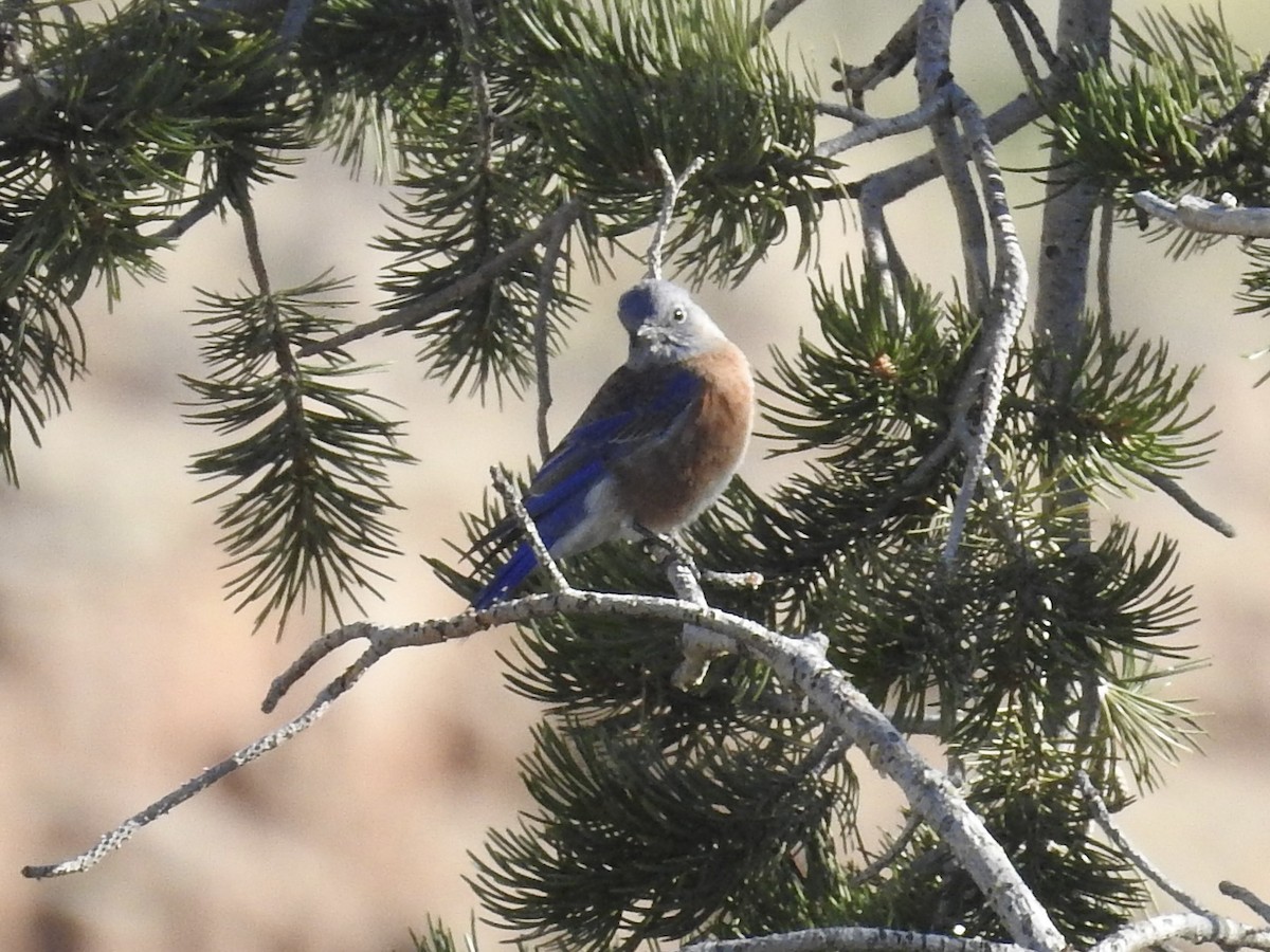 Western Bluebird - ML642922920