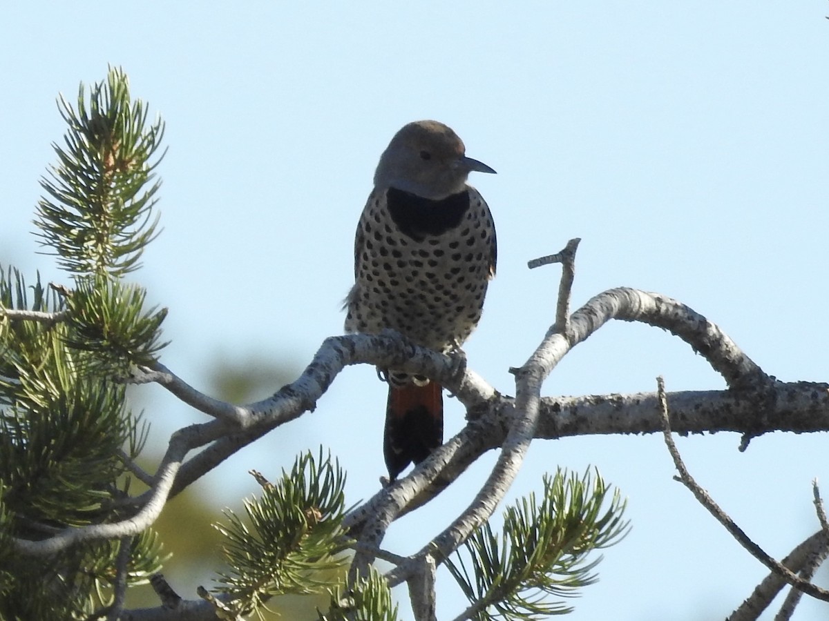 Northern Flicker (Red-shafted) - ML642922933