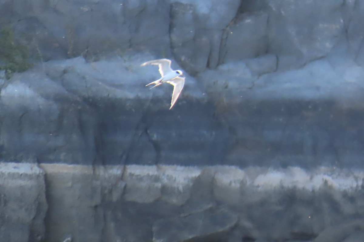 Forster's Tern - ML642922938