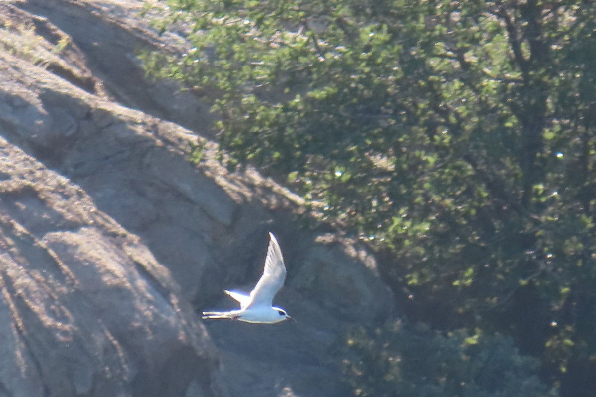 Forster's Tern - ML642922939