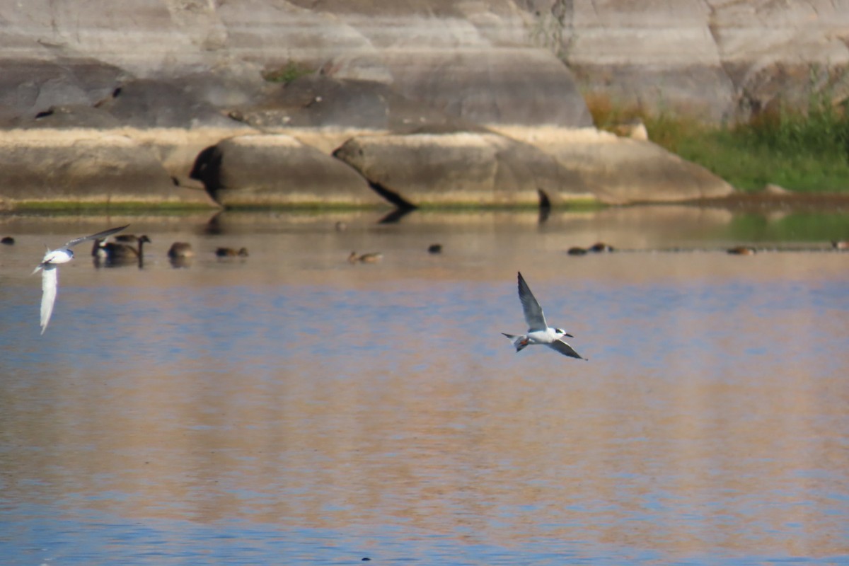 Forster's Tern - ML642922940
