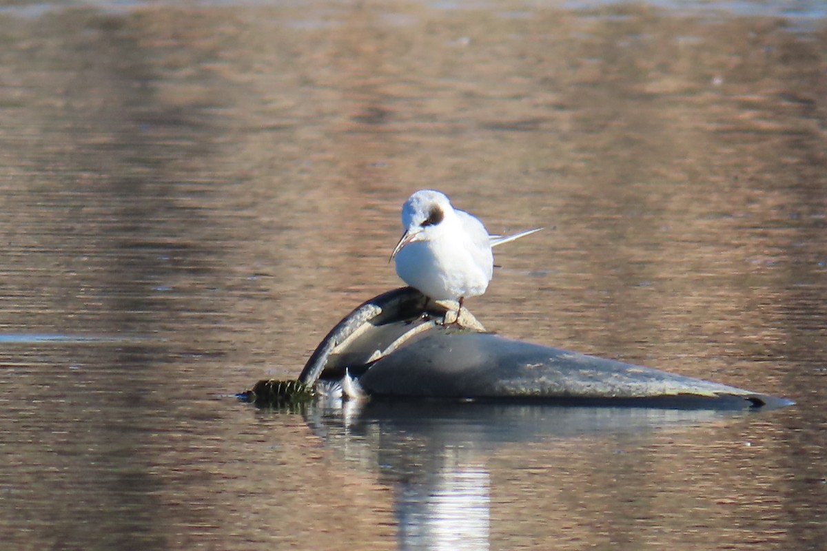Forster's Tern - ML642922941
